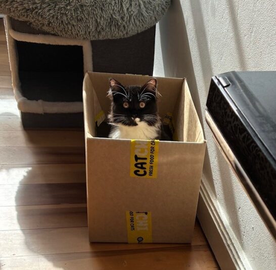 Serena inside CatChi box