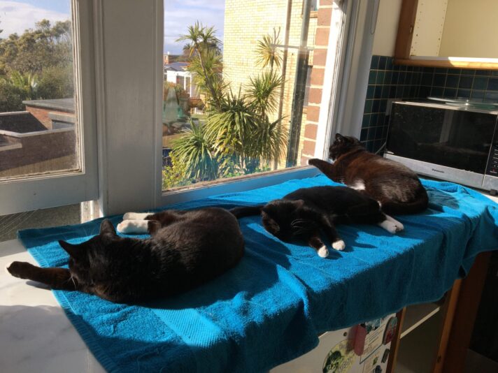 Simba, Serafina and Sienna sleeping together