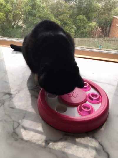 Cat and Dog puzzle feeder